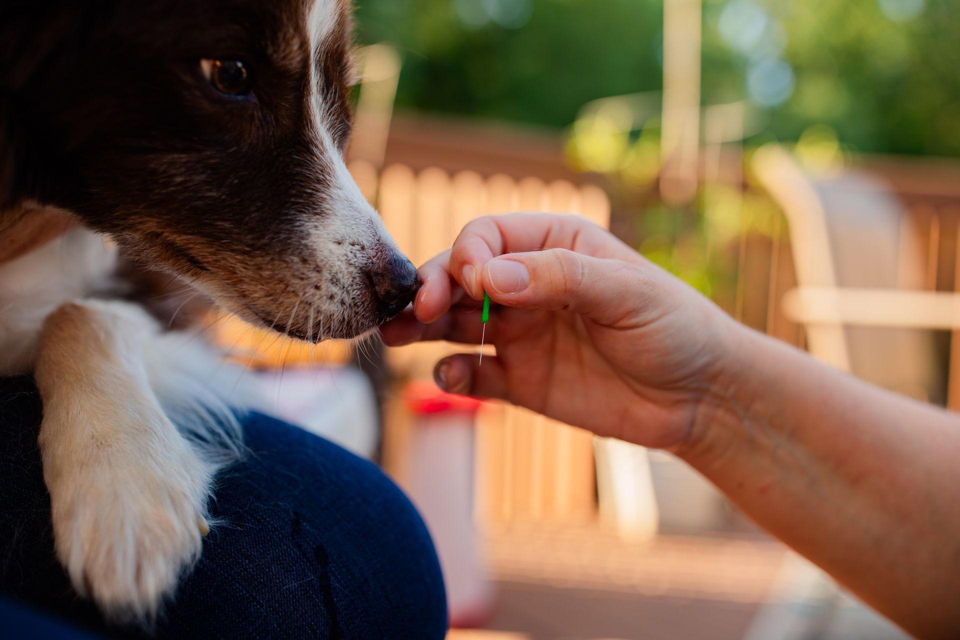 a person is feeding a dog a green treat .