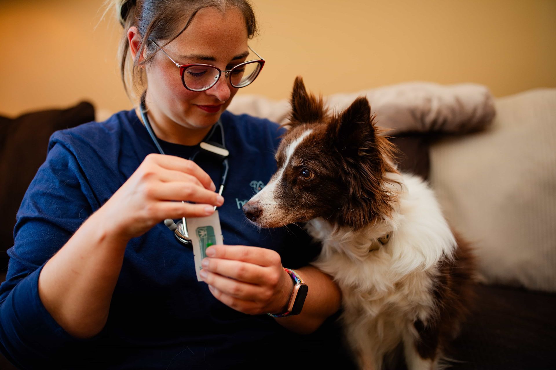 Dr. Jessi Turner is holding a stethoscope next to a brown and white dog .