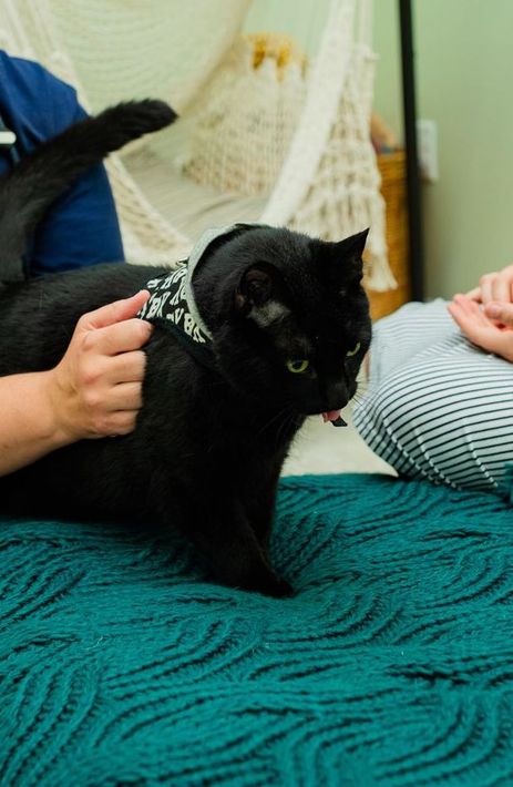 a person is petting a black cat on a bed .