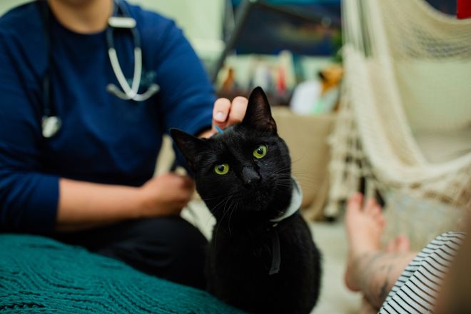 a black cat is sitting on a bed next to a veterinarian .