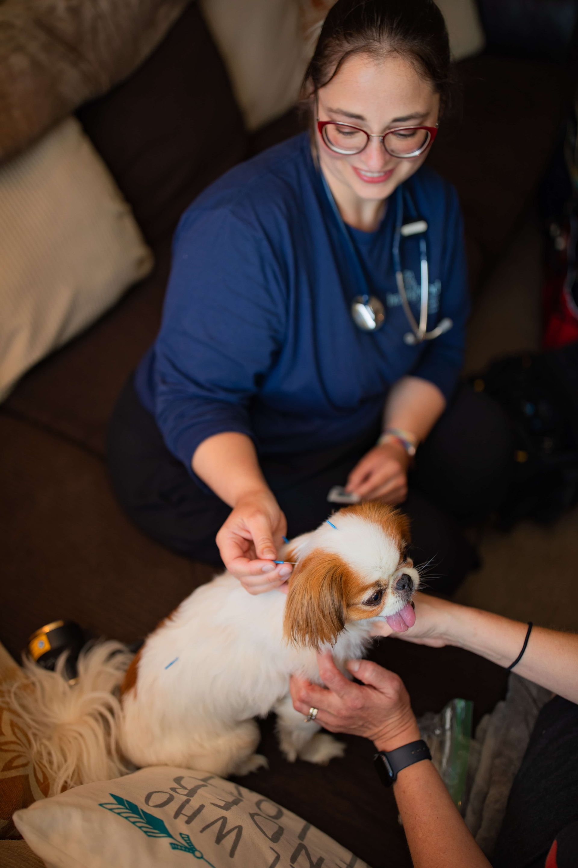 a woman is giving a dog an acupuncture treatment .