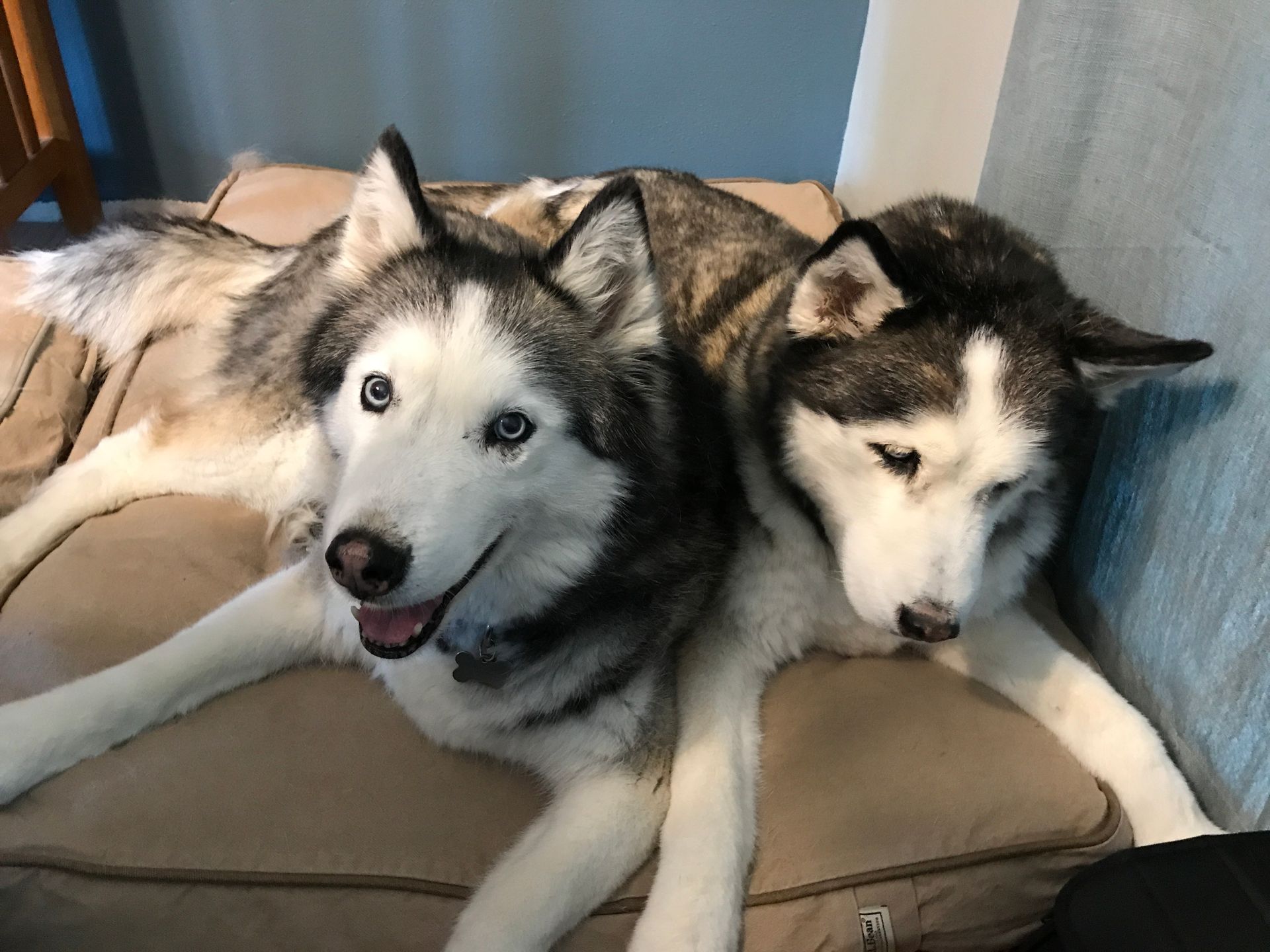 two husky dogs are laying next to each other on a dog bed .