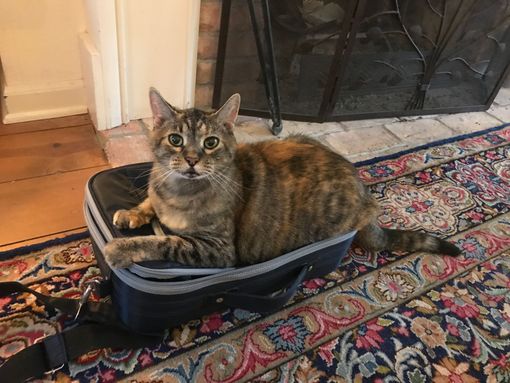 a cat is laying in a suitcase on a rug .