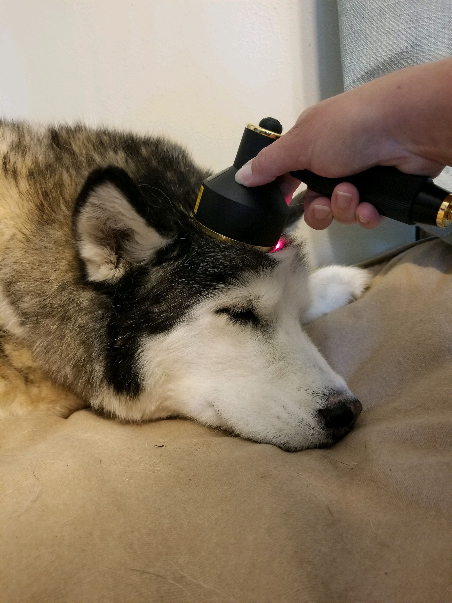a husky dog is getting a laser treatment on its head .