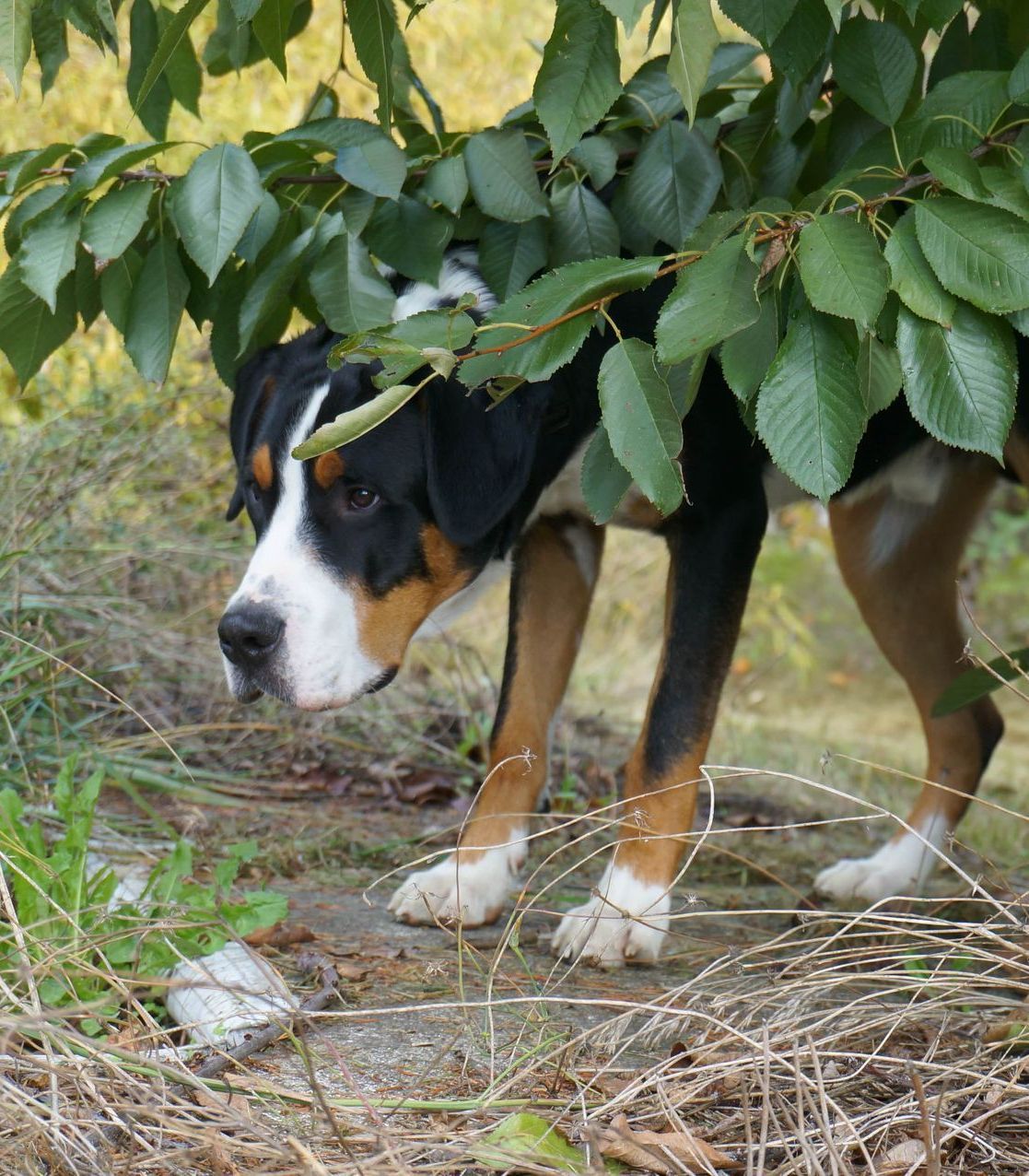 a brown and white dog is standing under a tree .