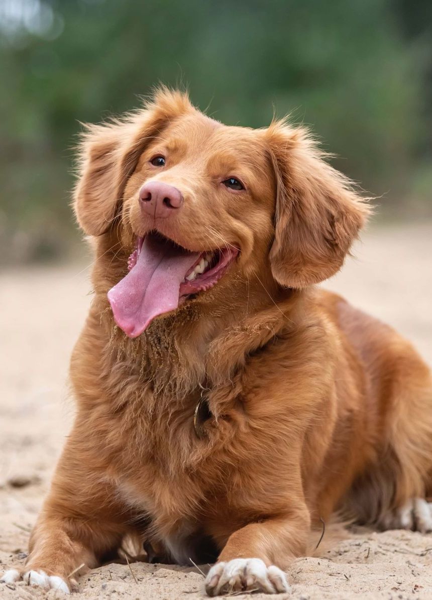 a brown dog is laying in the sand with its tongue hanging out .