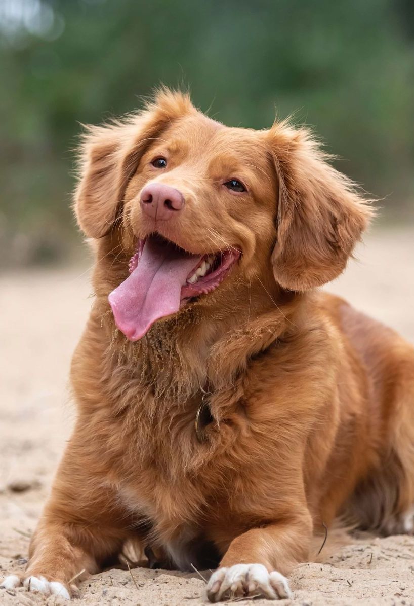 a brown dog is laying in the sand with its tongue hanging out .