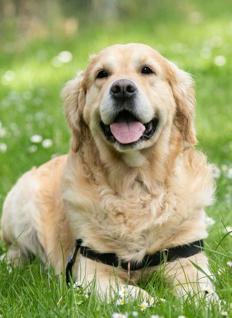 a golden retriever is laying in the grass with its tongue hanging out .