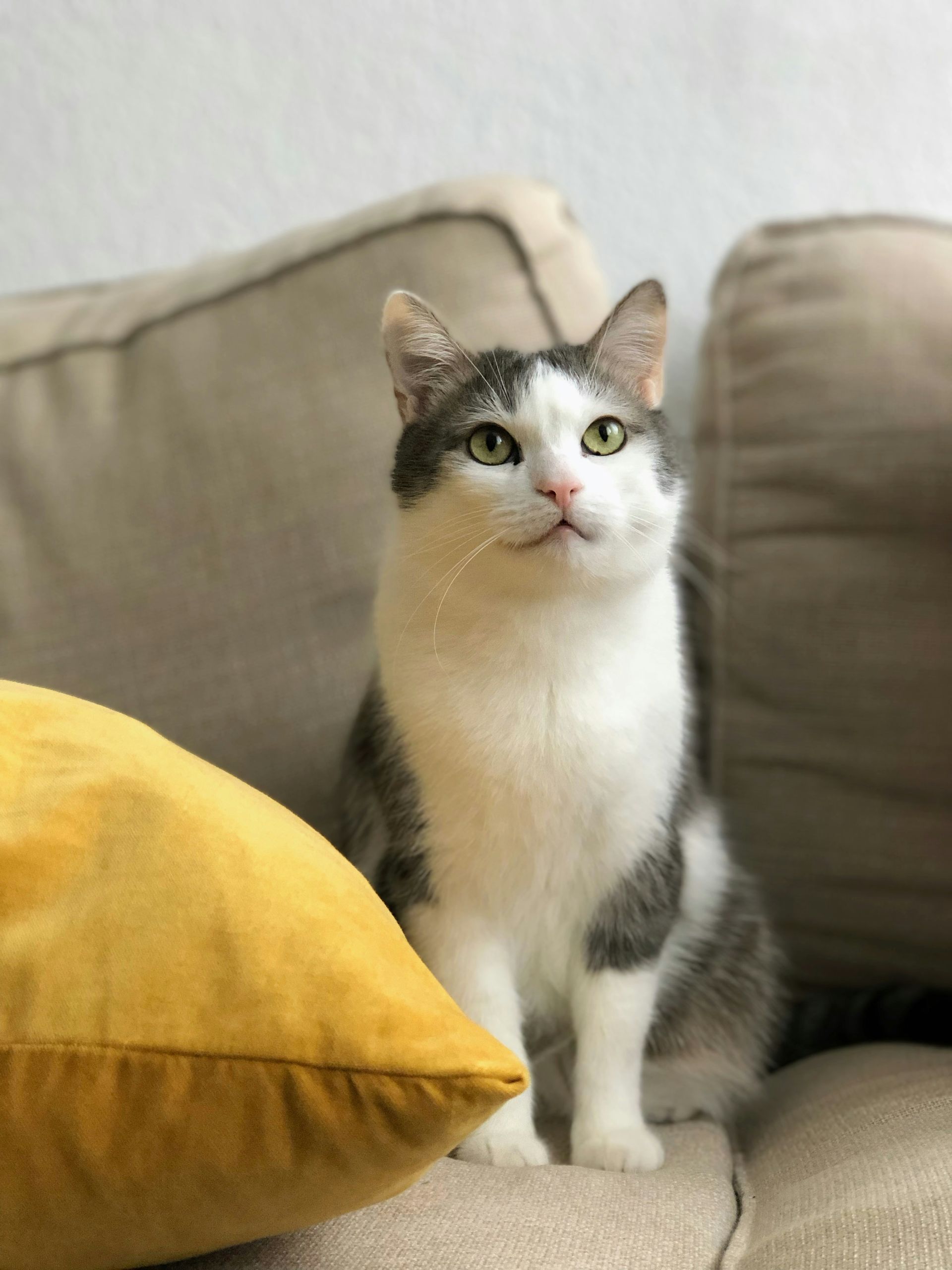 a cat is sitting on a couch next to a yellow pillow .