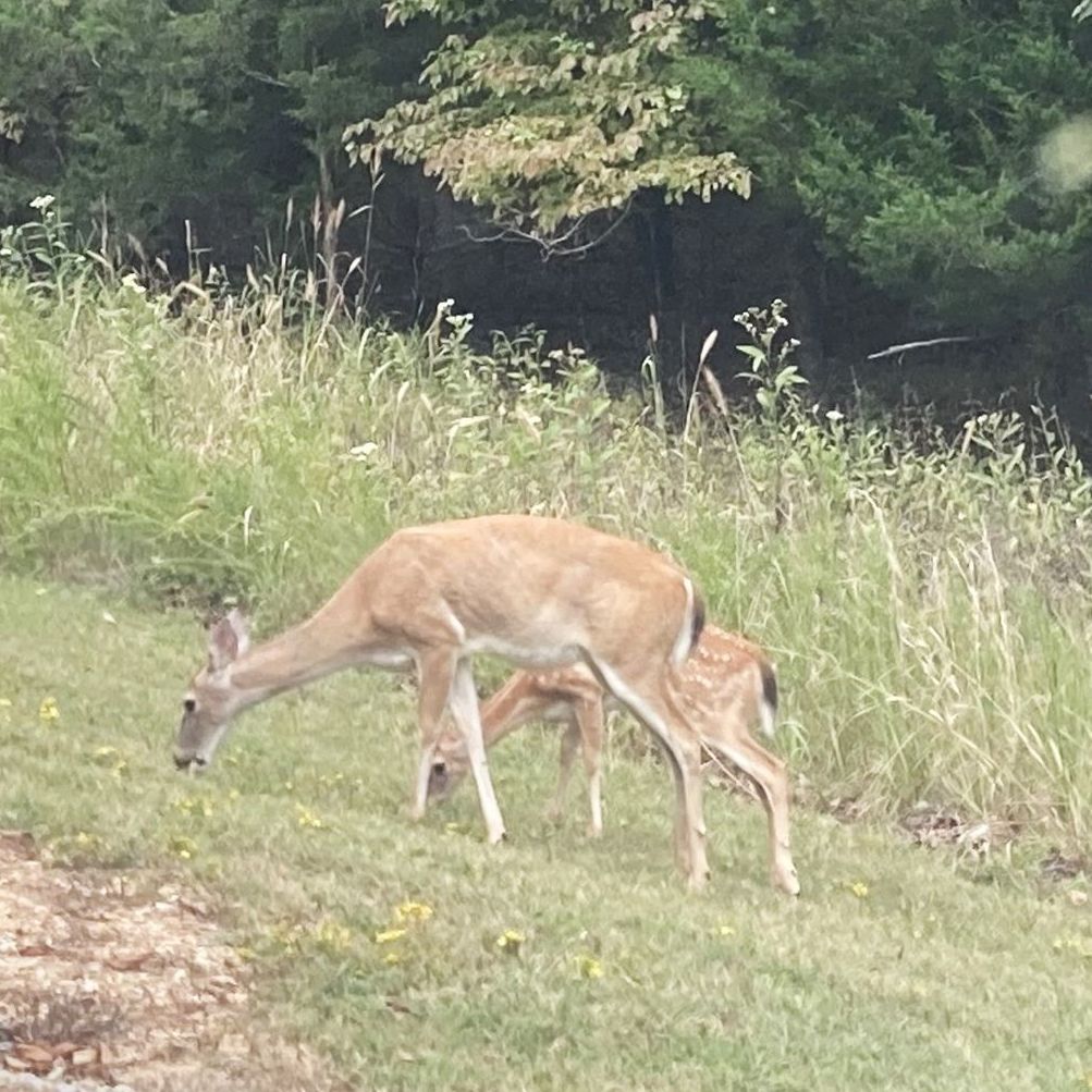 deer grazing in Arkansas photo by Shirley Freeman