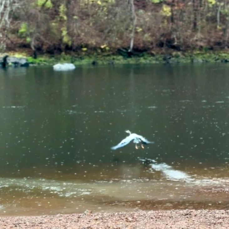 great blue heron in flight white river AR photo by Shirley Freeman