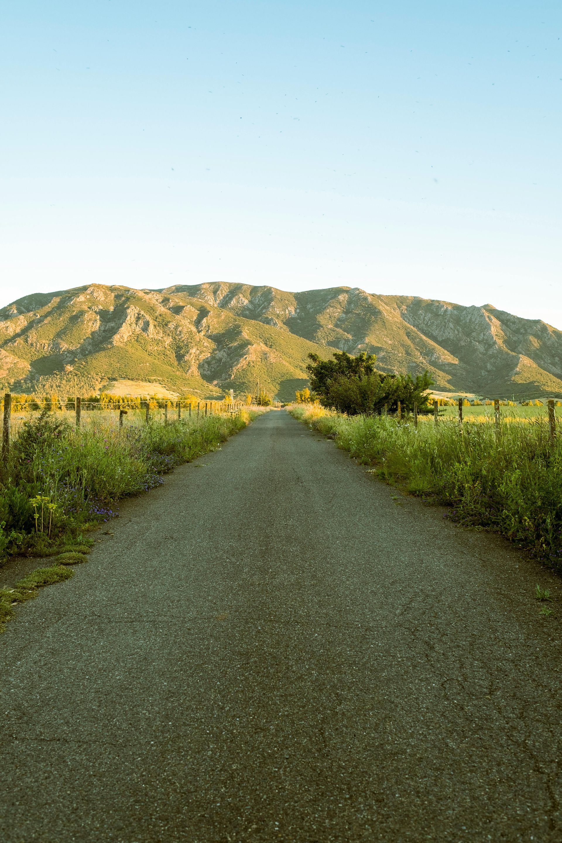 A road going through a field with mountains in the background.