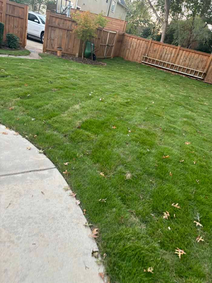 A lush green yard with a wooden fence and a sidewalk.