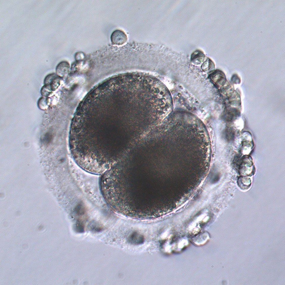 Two-cell embryo