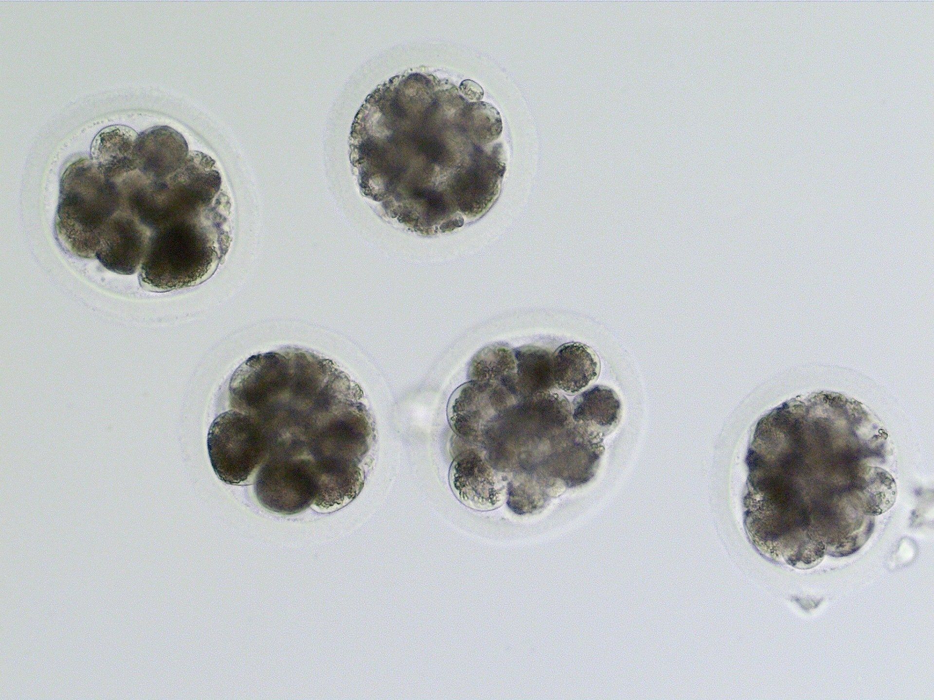 Day 4 embryos from a single mare. Only one of these embryos progressed to the blastocyst stage, was transferred, and established a pregnancy.