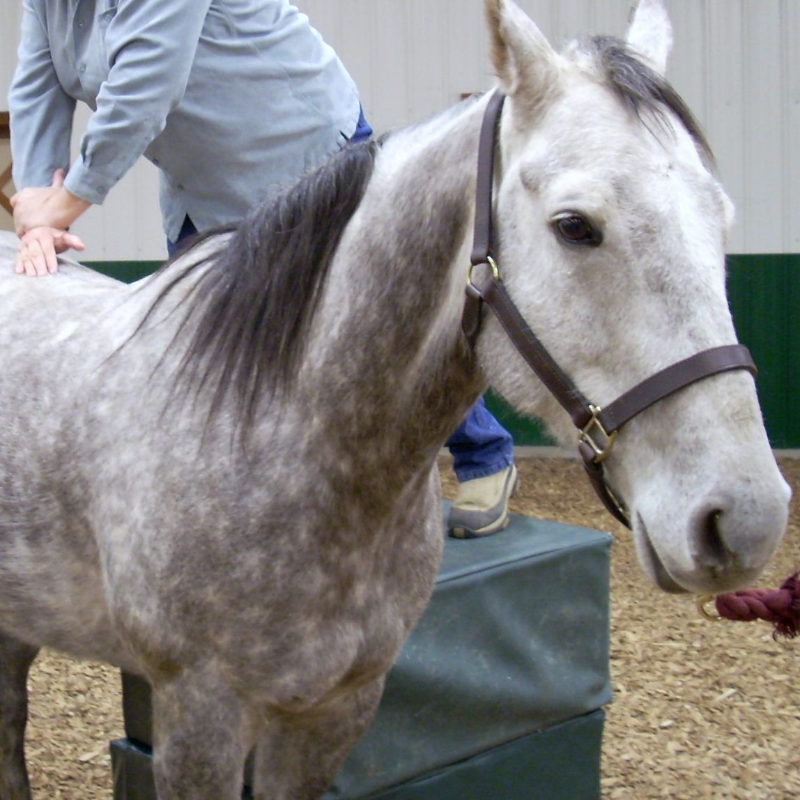 Acupuncture & Chiropractic