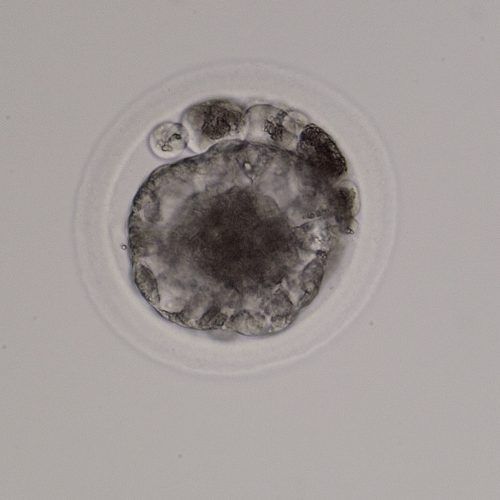 Grade 2 compact morula. The extruded blastomeres here have not been compressed yet and are still discernable as cells.