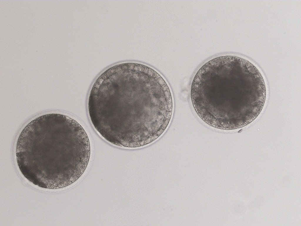 Three ICSI early blastocysts showing good trophoblast layer and the dark coloring typical of in vitro produced equine blastocysts. The trophoblast layer is very distinct on the center embryo. This is the stage ready for non-surgical embryo transfer.