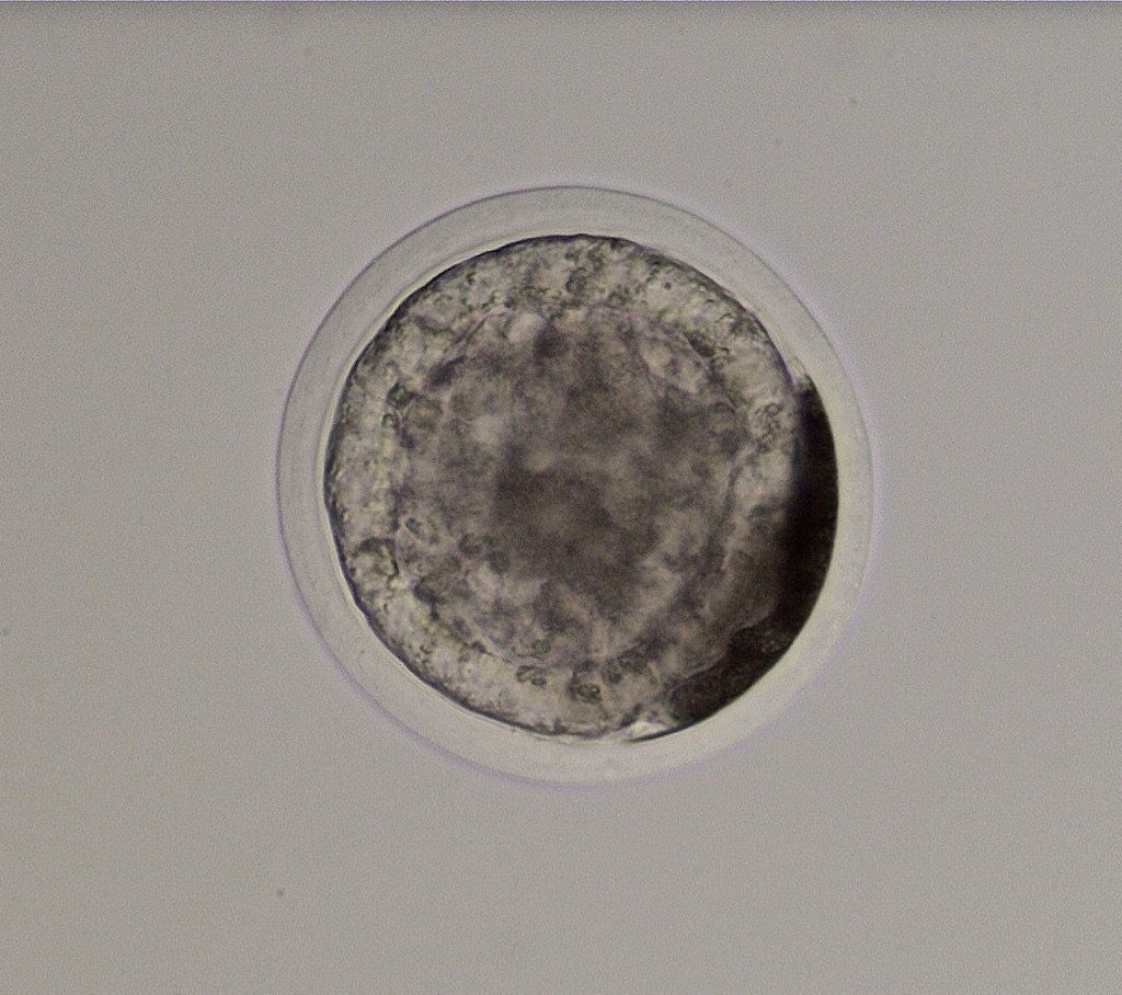 Early blastocyst, 210 microns