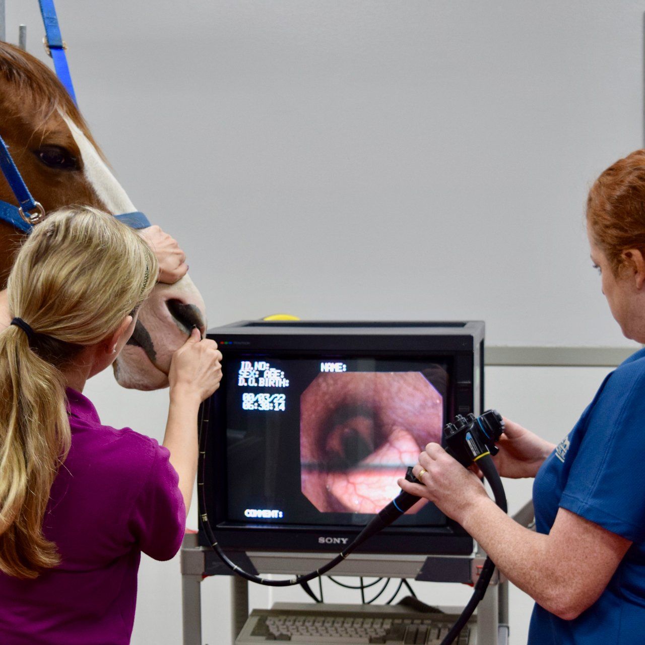 Video and portable endoscopies are used by EMS to evaluate respiratory function.