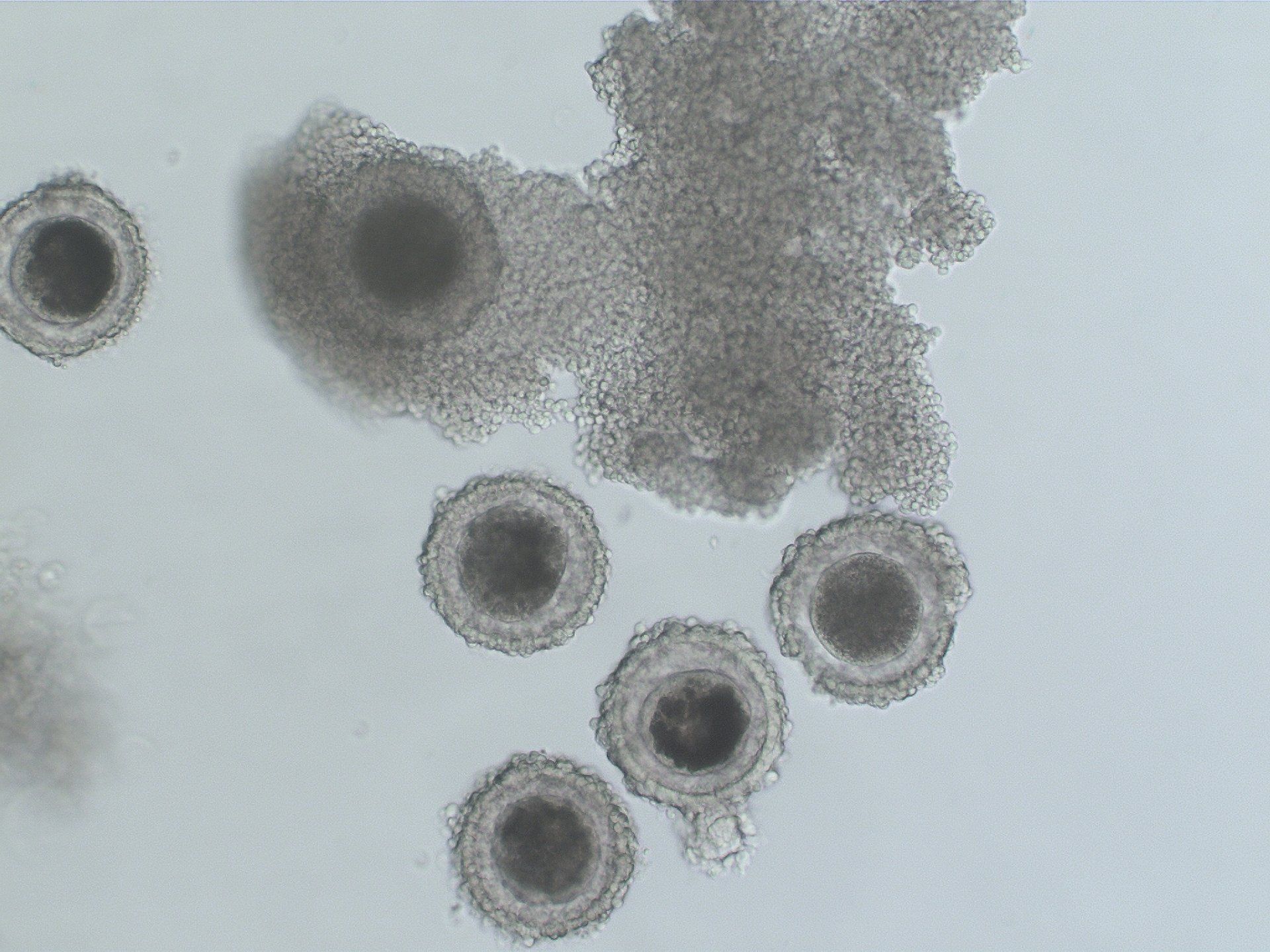 Immature oocytes collected from a single mare. The oocytes are surrounded by tight, compact cumulus cells.