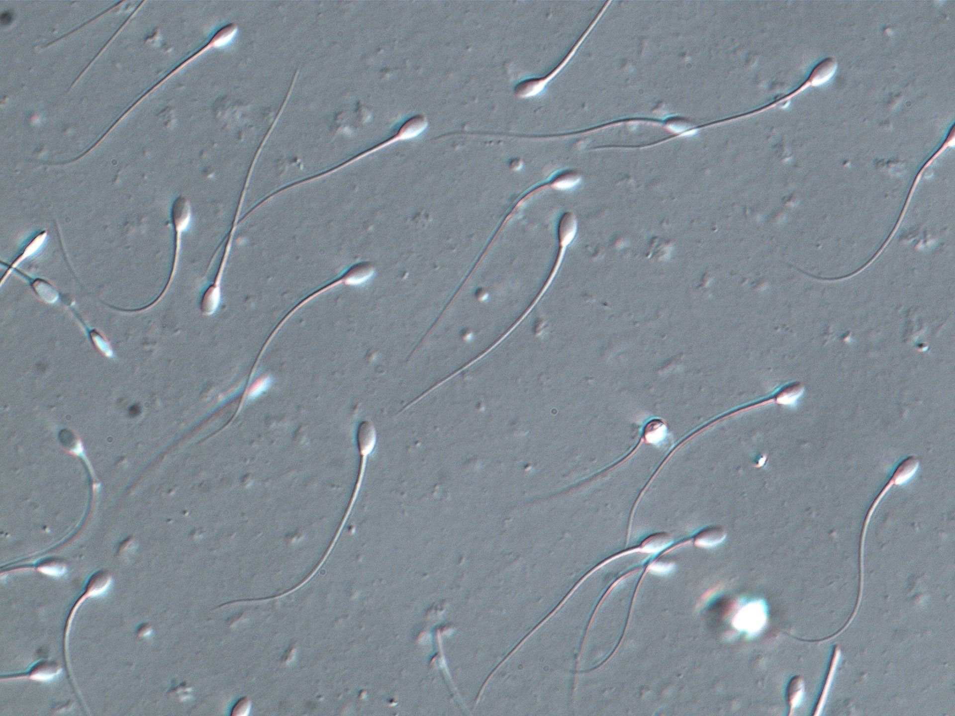 Semen and embryo laboratory