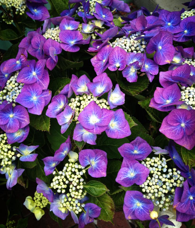 Beautiful Purple Flowers - Plant and Flower Supplier in Spokane Valley, WA