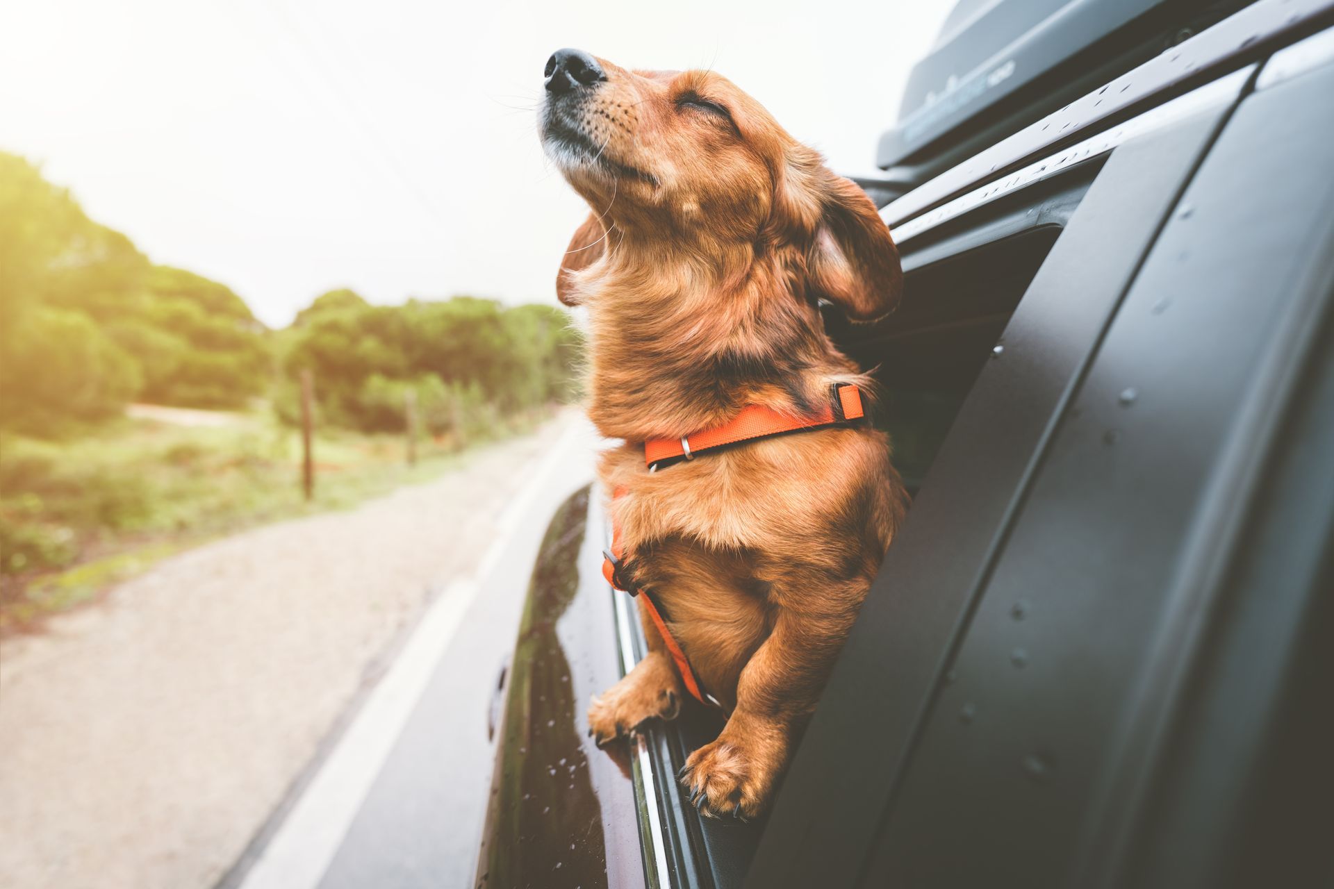 Auto Safety Tips for Driving with Pets | Burke View Garage