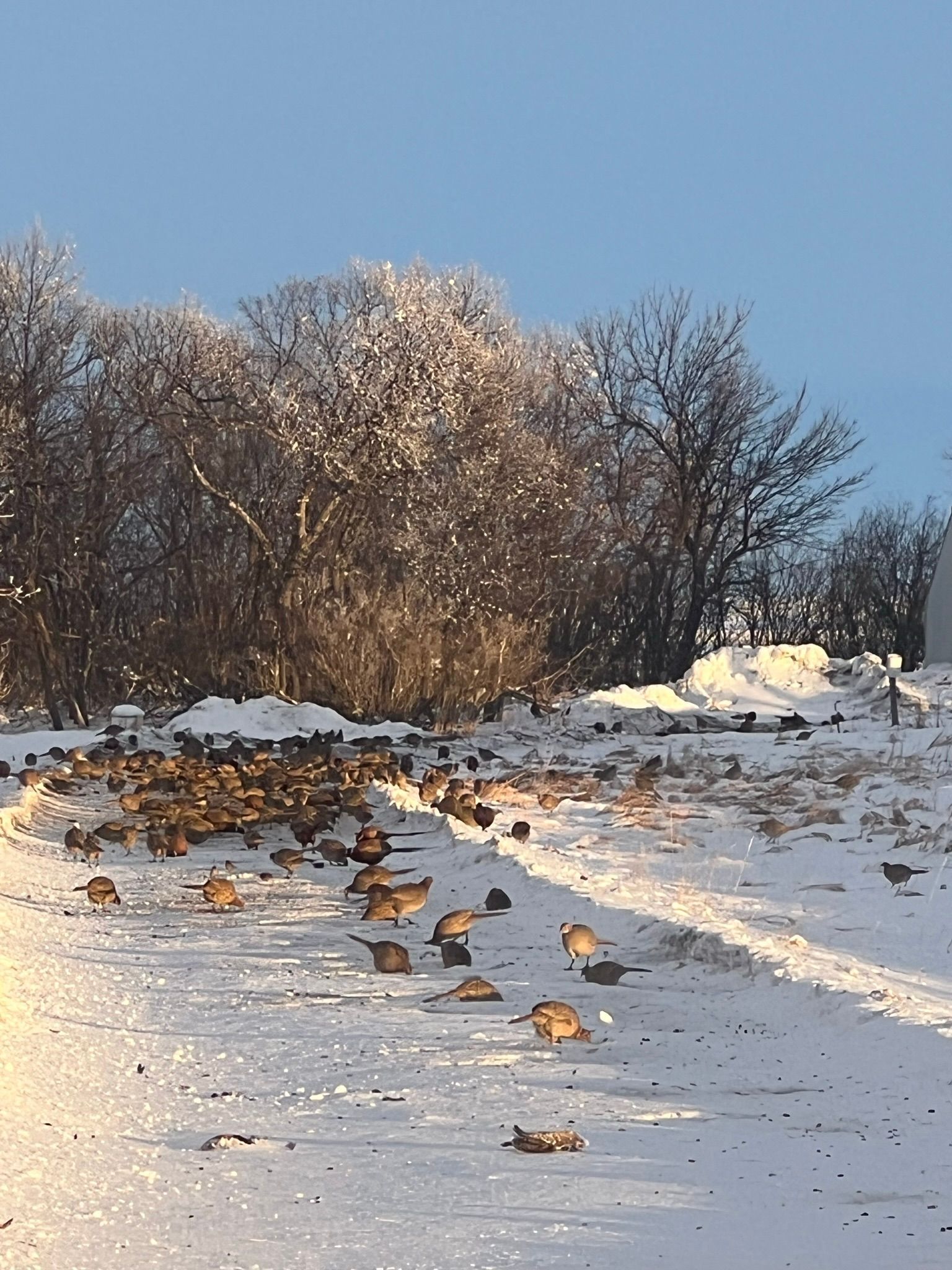 A flock of birds are standing on the side of a snow covered road.