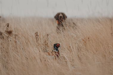 North Dakota Pheasant Hunt - Ringneck Resort - Combo 