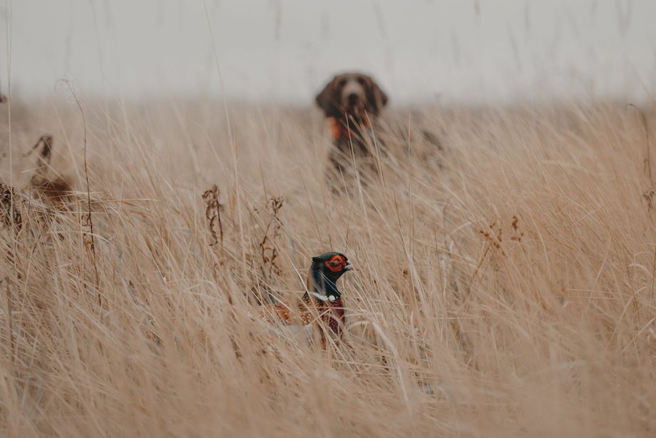 North Dakota pheasant hunting lodge