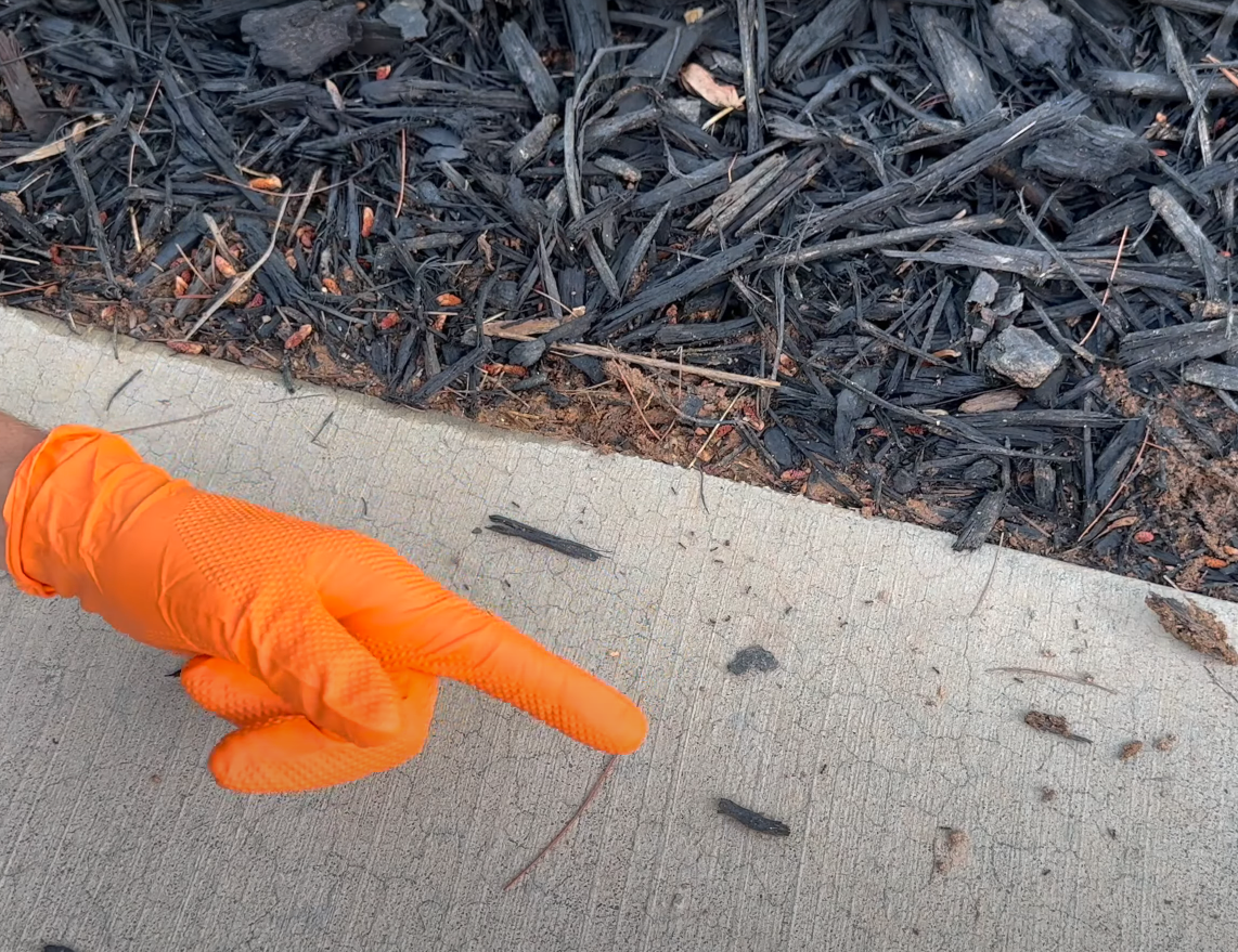 Pest Control | Spraying Insecticide on Front Yard