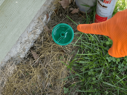 Pest Control | Ant Removal 