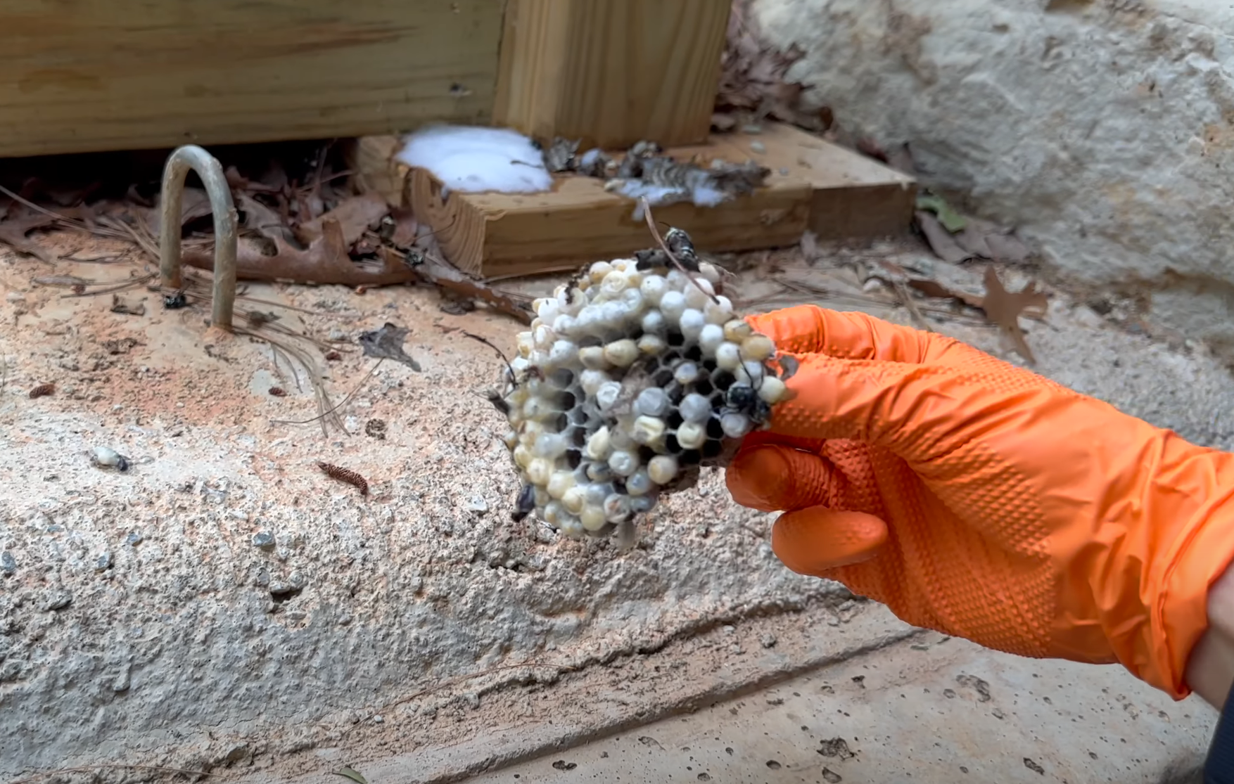 Pest Control | Applying Insecticide on balcony