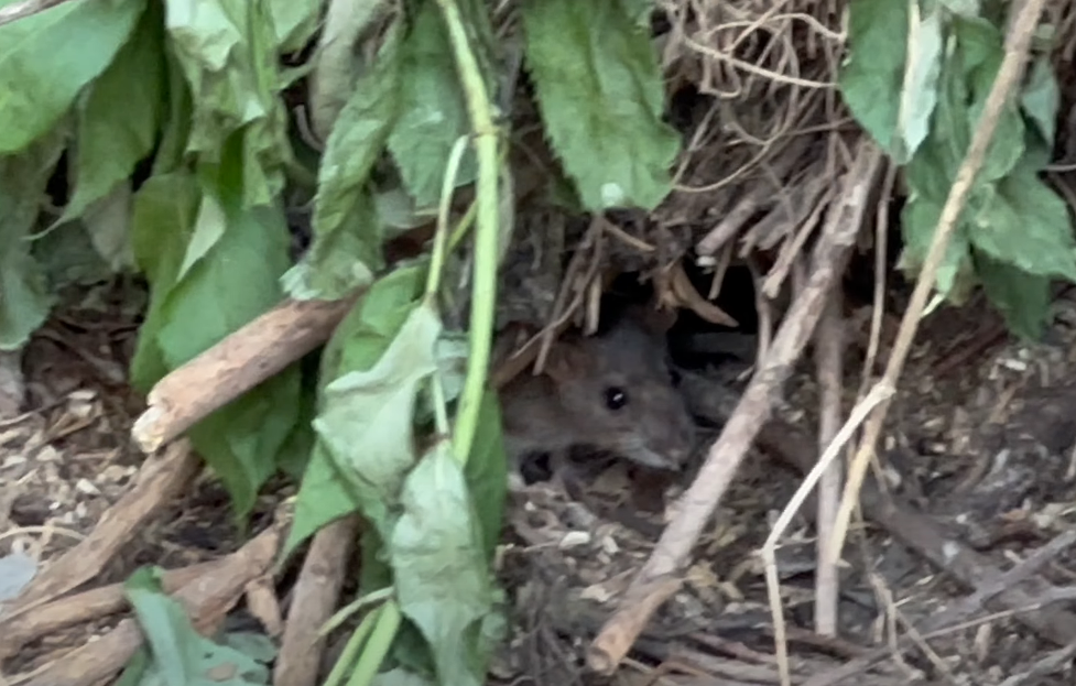 Pest Control | Rat trapped inside cage