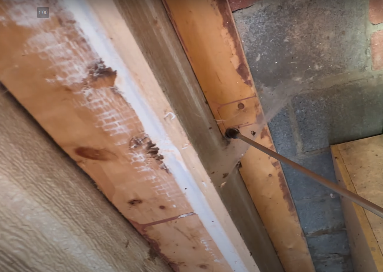 Pest Control | Insecticide on trees