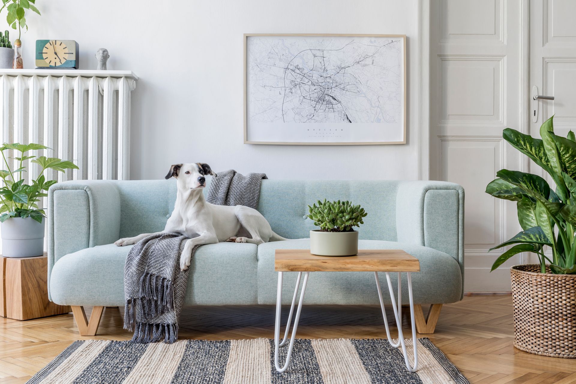 a dog is laying on a couch in a living room