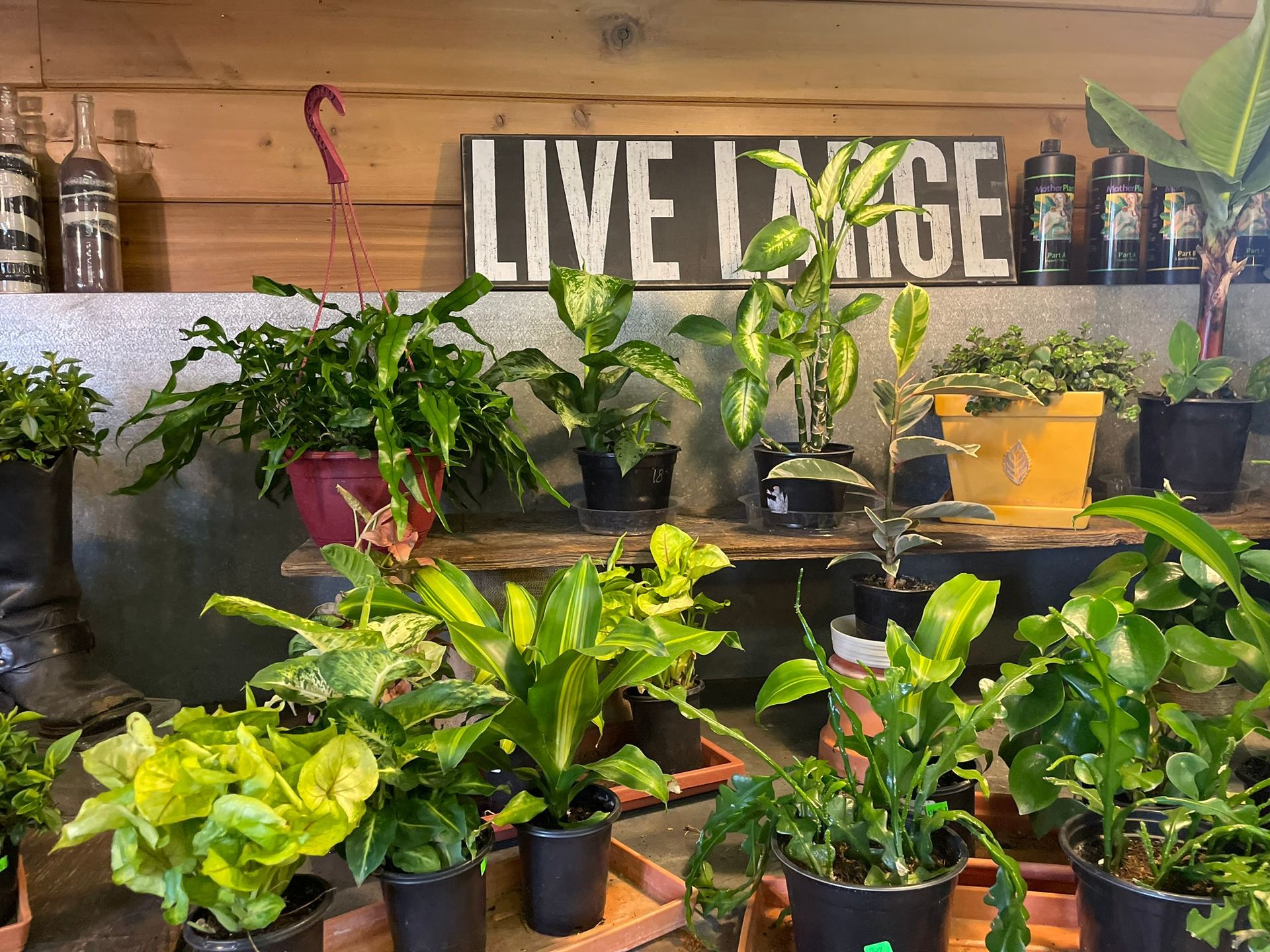 A shelf filled with potted plants and a sign that says `` live large ''.