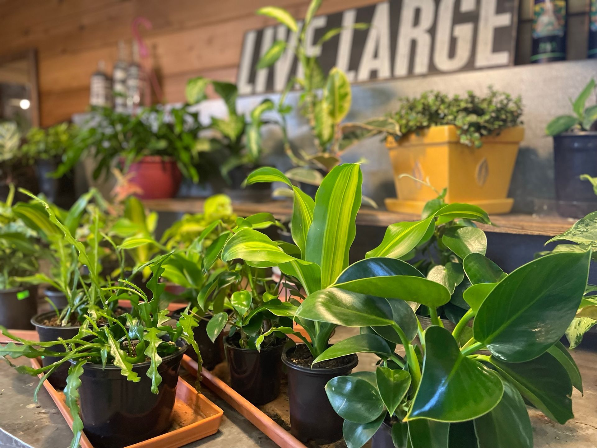 several potted plants are on display in front of a sign that says live large