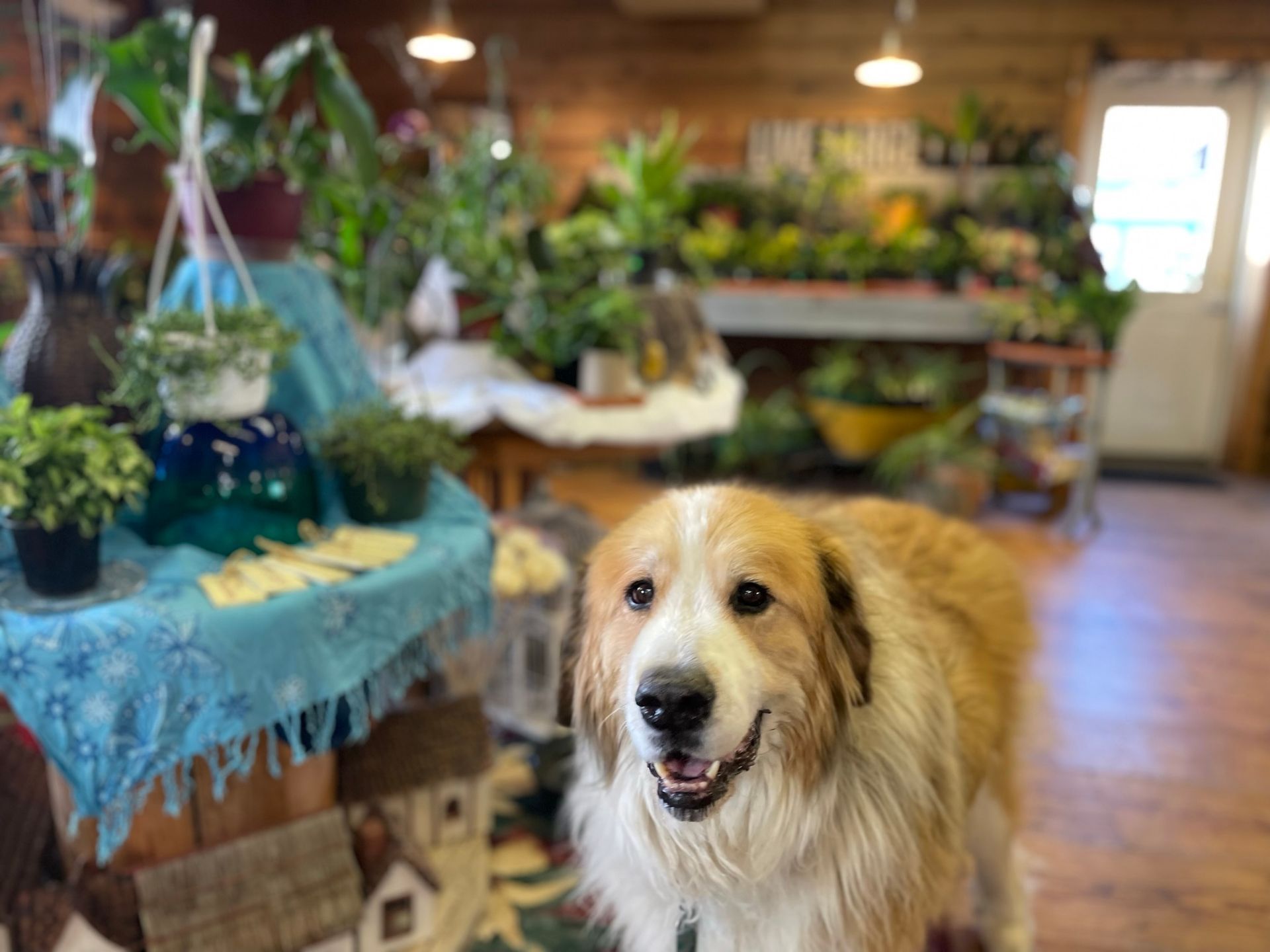 a dog standing in front of a sign that says home grown