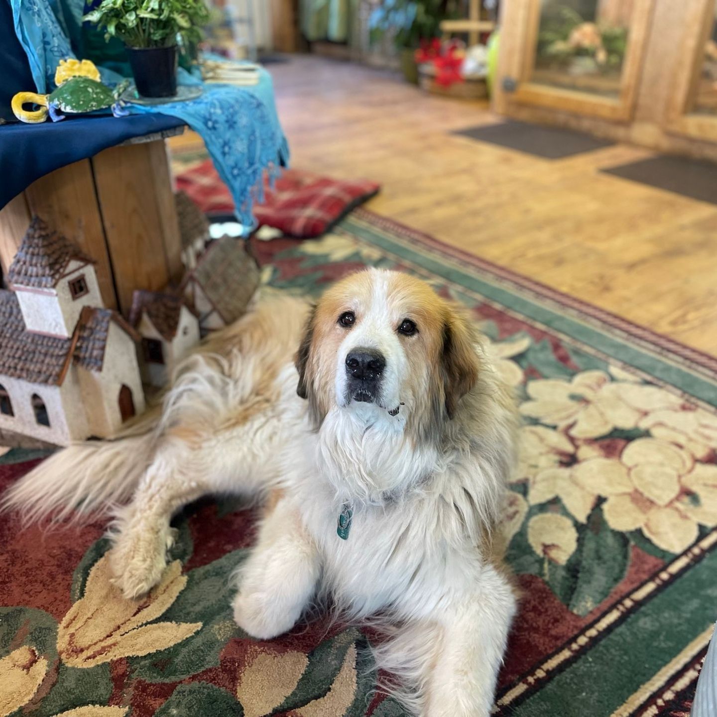 A brown and white dog is laying on a rug in a living room.