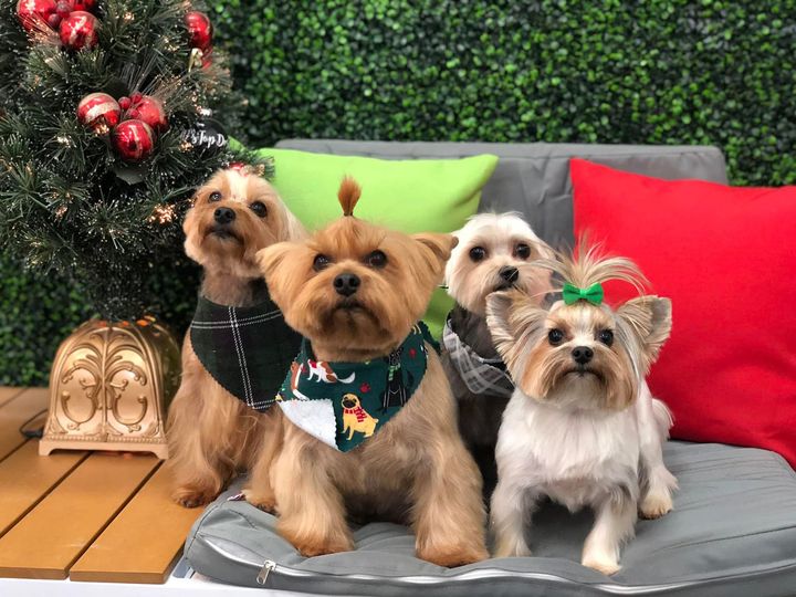 Pet Care Facility Lawrenceville, GA or Marietta, GA JP's Top Dog