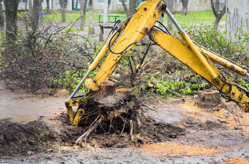 tree-service-removing-stump