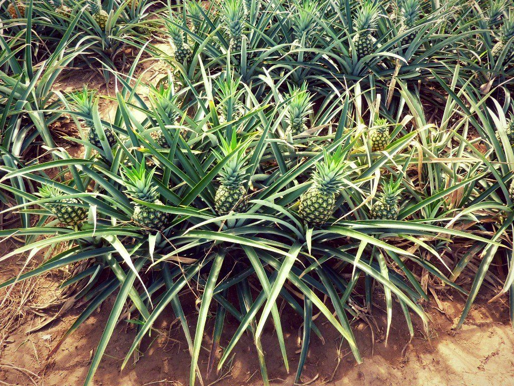 carefully managed growing and harvesting processes - pineapple