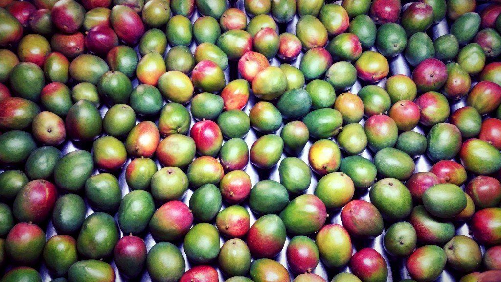 proper grading sorting and processing of fruit - mango