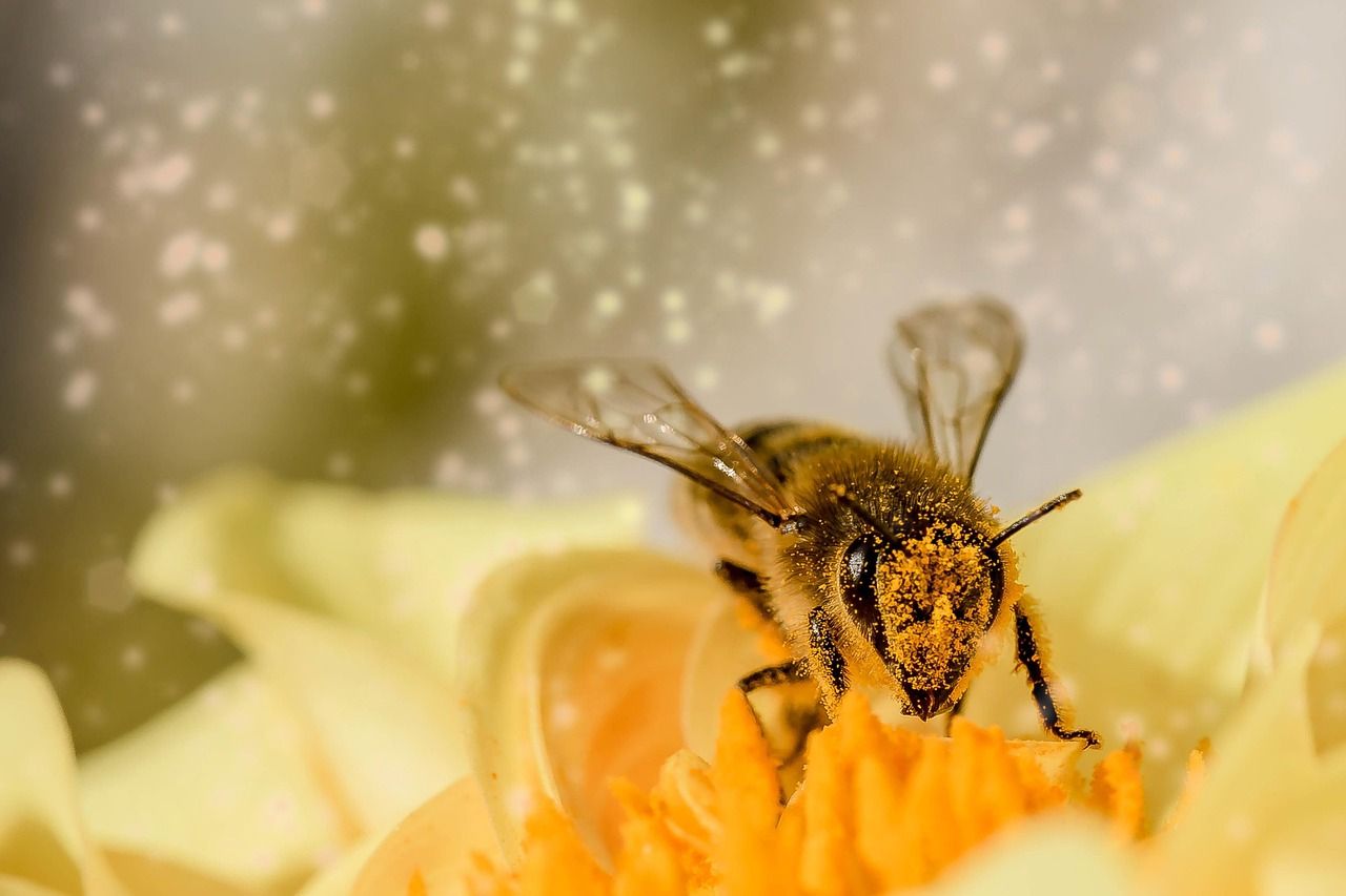 A close up of a bee on a yellow flower. | Walt's Auto Service