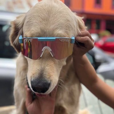 a dog wearing a pair of viper sunglasses