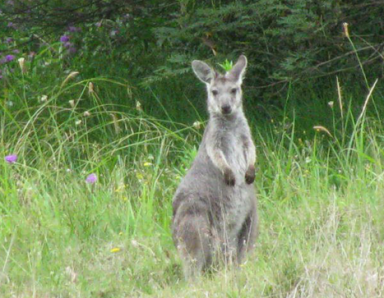 Australian wildlife, kangaroo