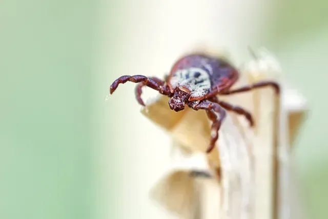 A Ticks | Elizabethtown, KY | BCPC Exterminating