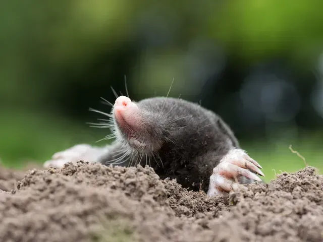 A Moles | Elizabethtown, KY | BCPC Exterminating